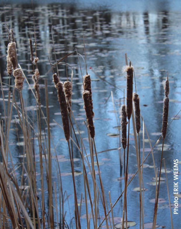 Cat Tails at Walney Pond in Chantilly, Virginia Cat Tails at Walney Pond in Chantilly, Virginia
