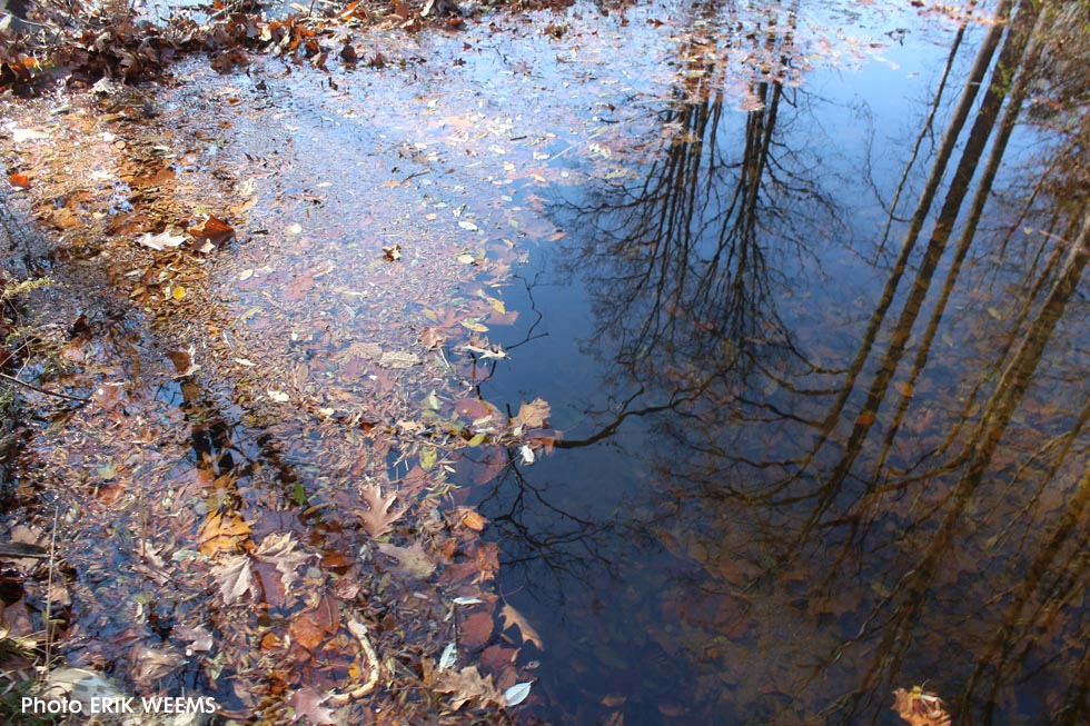Leafs on the water and forest reflection