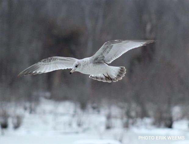 Seagull in Winter - Chesterfield Virginia - Erik Weems Photography 