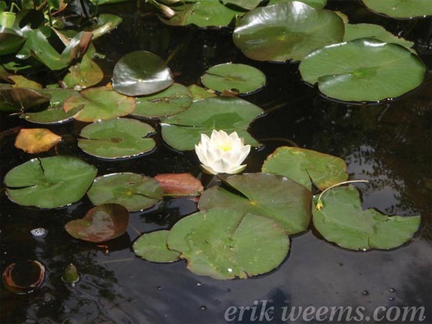 Lily Pads, Georgetown - Erik Weems Photography