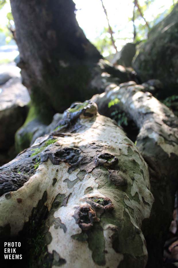 Tree Root James River