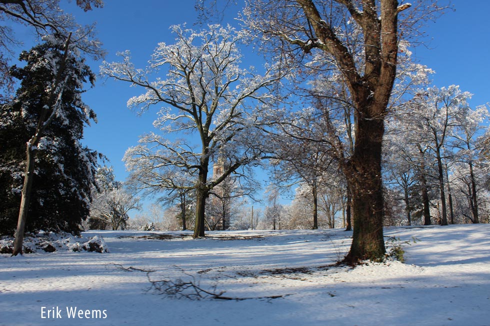 Forest snow