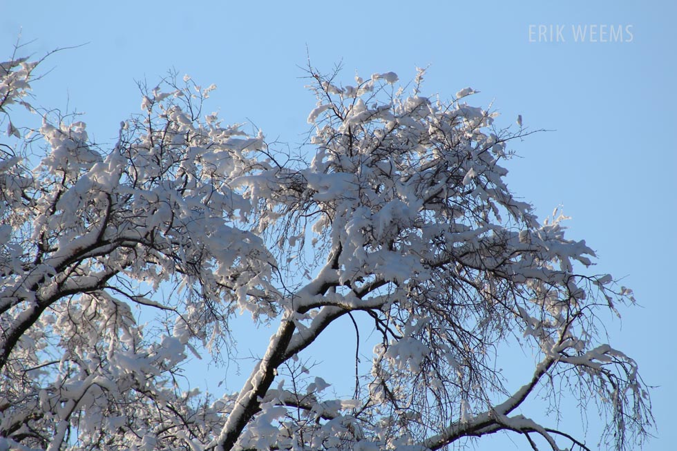 SNow in Tree Limbs