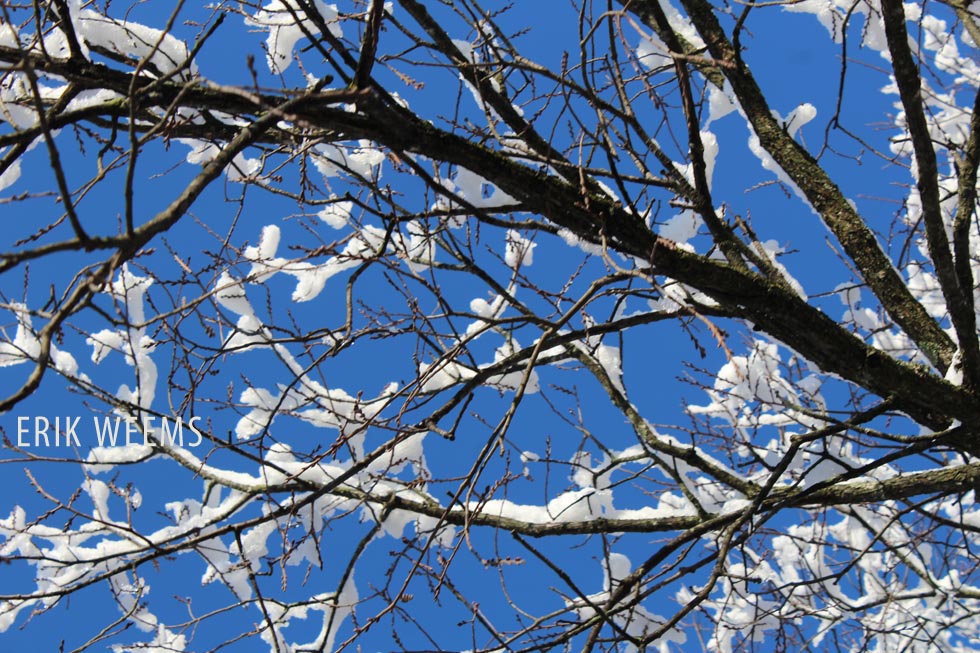 SNow in Tree