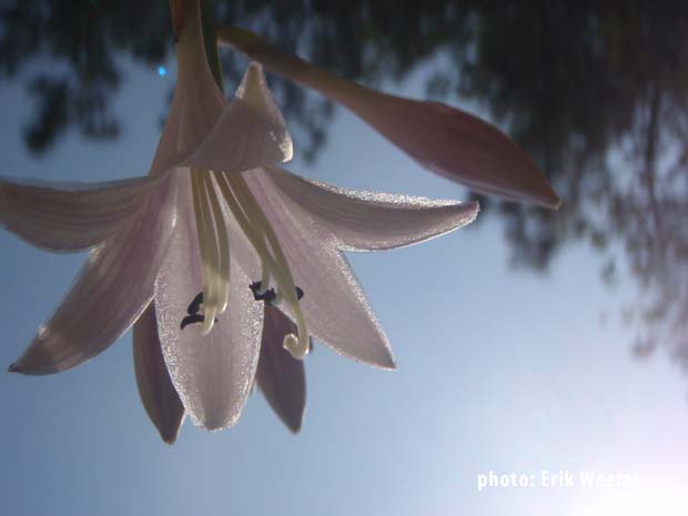 Flowering Plant