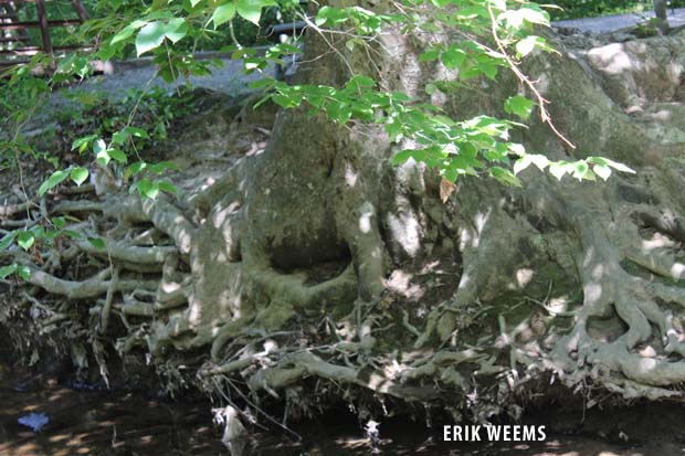 Tree Roots Chantilly Virginia