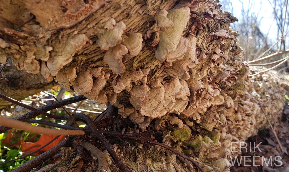 Fungus growth in Chesterfield Virginia old Log