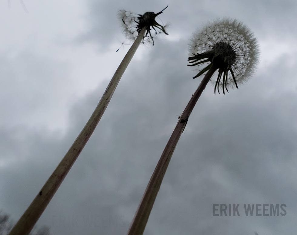 Dandelion Virginia