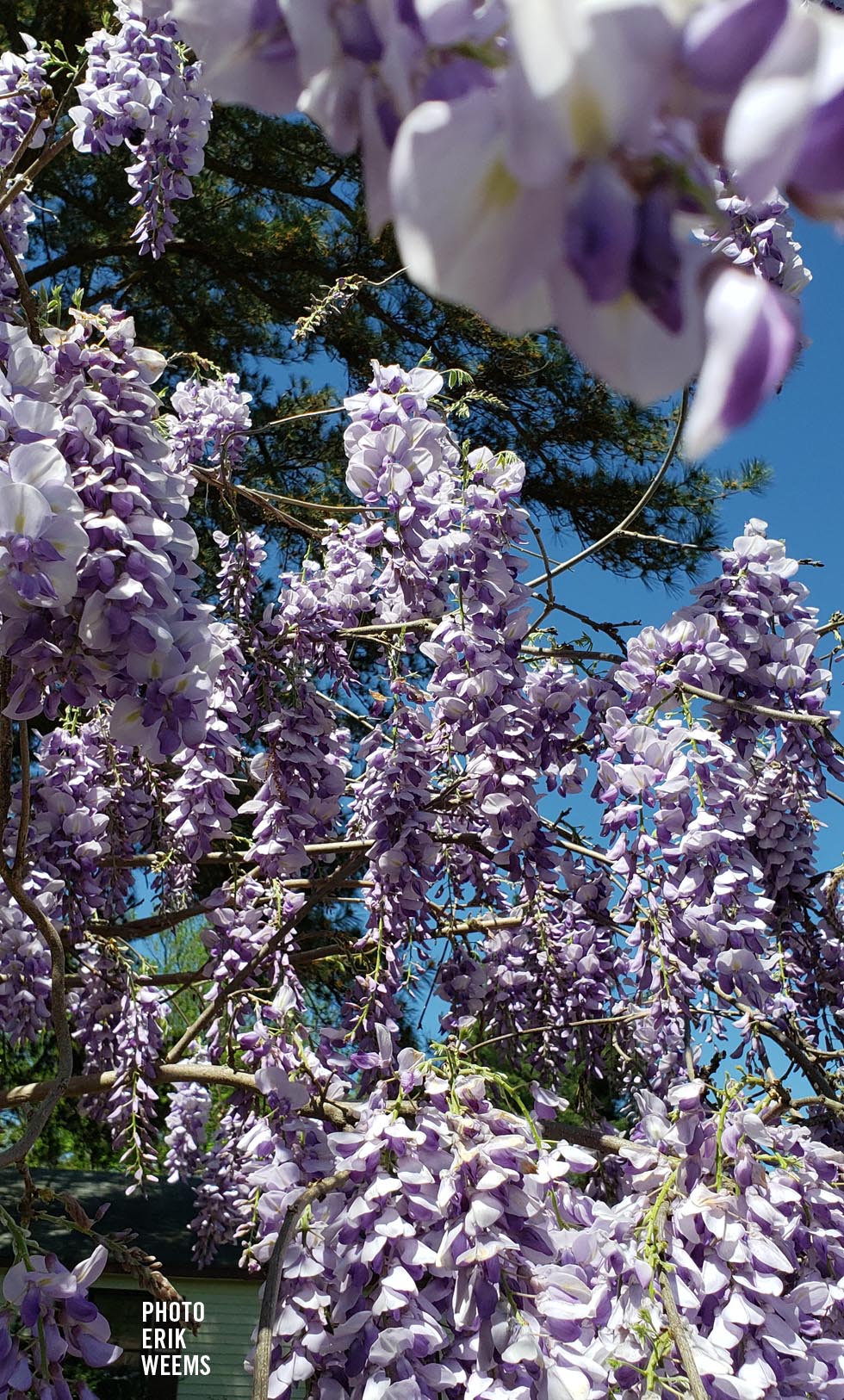 Wisteria Chesterfield County Virginia