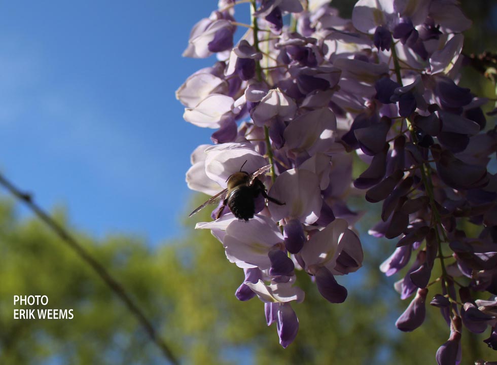 Bee on Wisteria