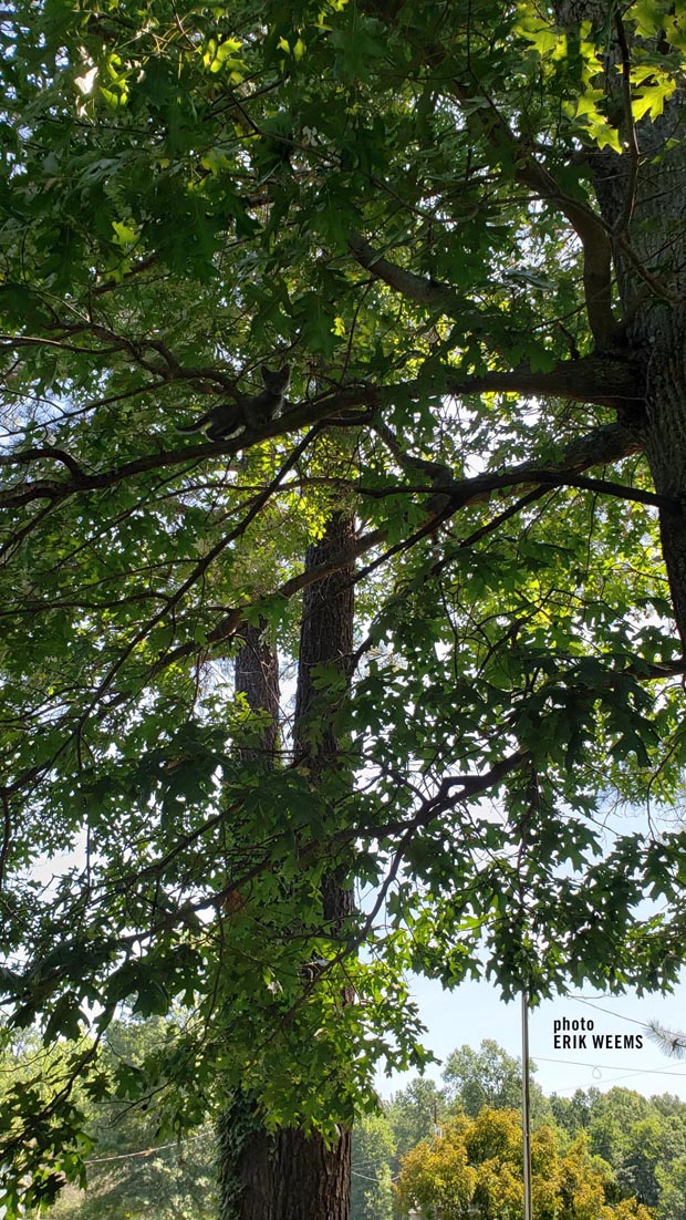 Kitten in a tree