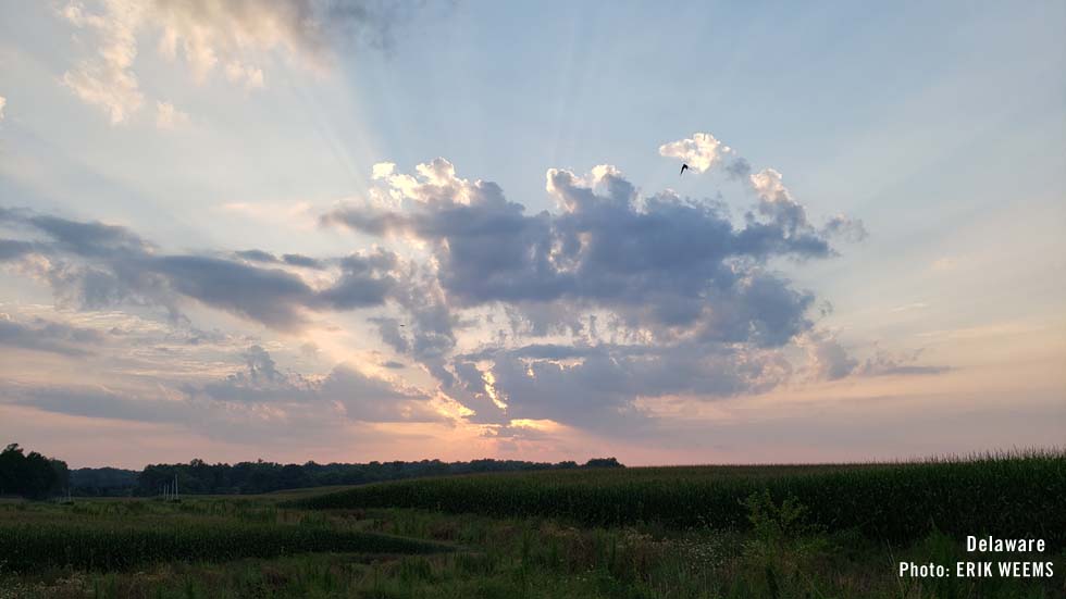 Delaware Field Photo Erik Weems