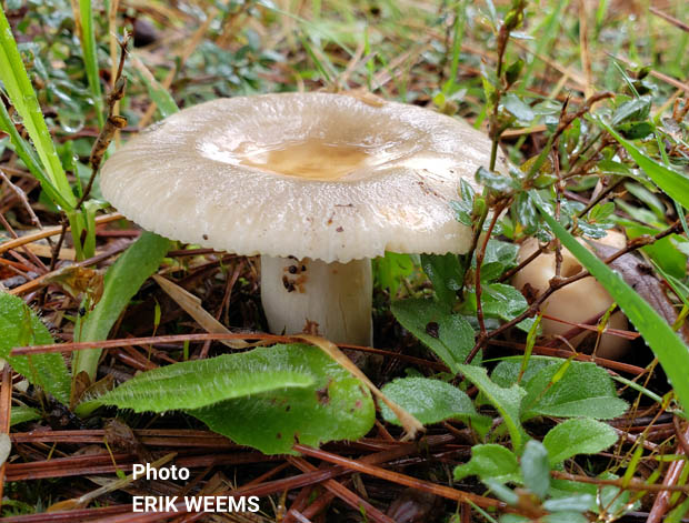 Mushroom with a puddle of water