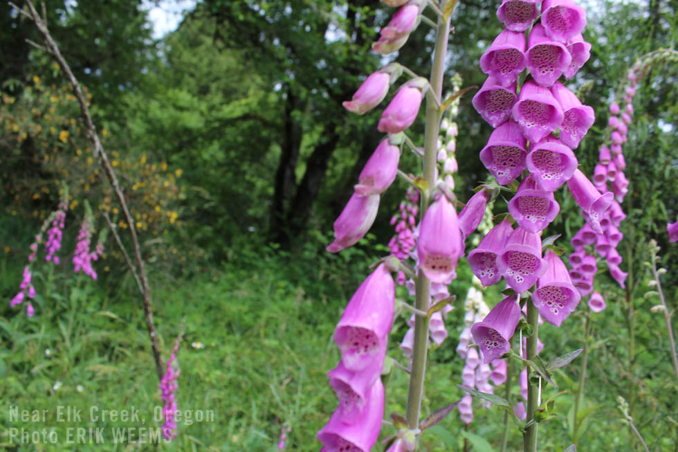 Near ELk Creek wild trumpet flower weeds