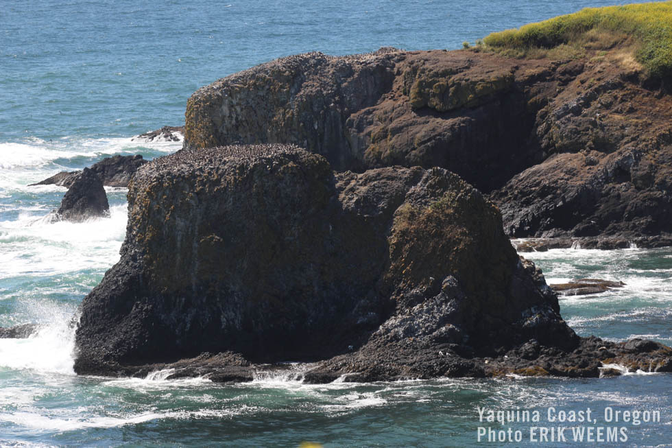 Yaquina Coast Oregon - Sea Birds