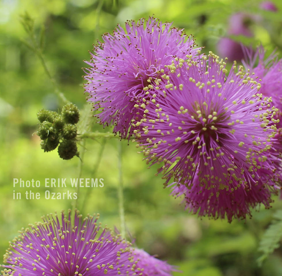 Wild purple plant Ozarks Arkansas