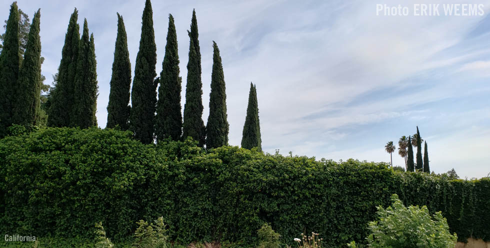Line of California Trees
