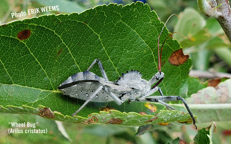 Wheel Bug in Virginia Wheel bugs - Arilus cristatus