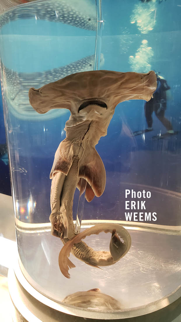 Hammerhead Shark in a Jar