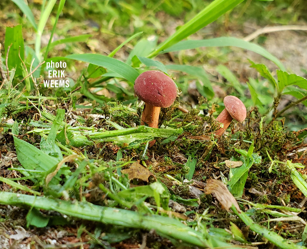 Mushrooms 2