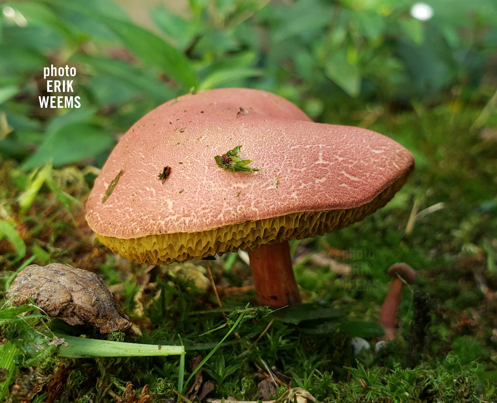 Mushrooms 1
