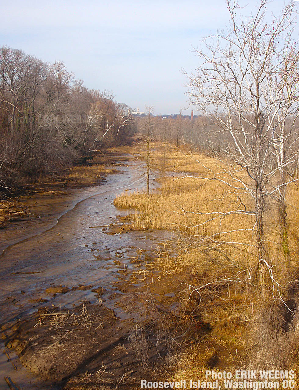 Swamp at Roosevelt Island