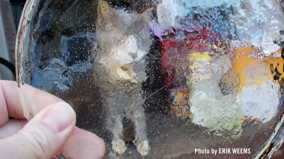 Cat and Ice Shield