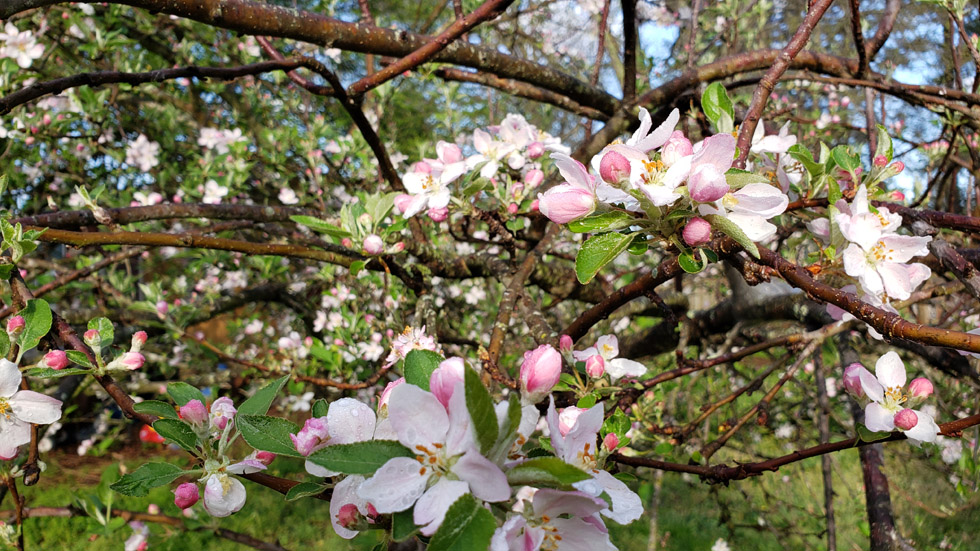 Apple Blossom Tree Spring