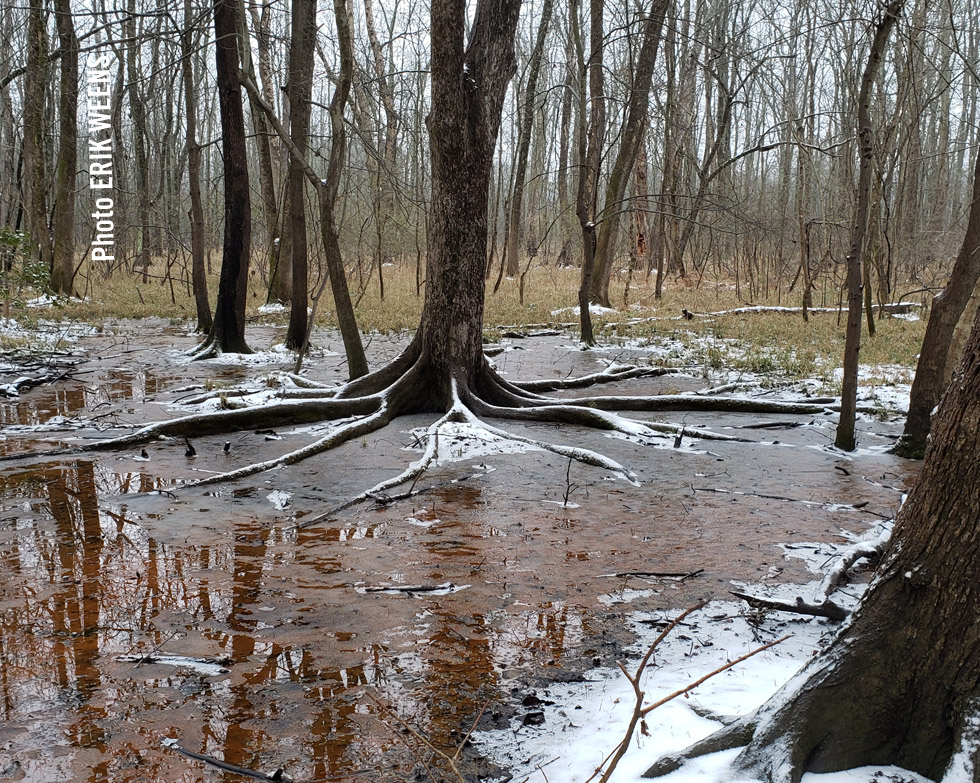 Chesterfield ice snow tree