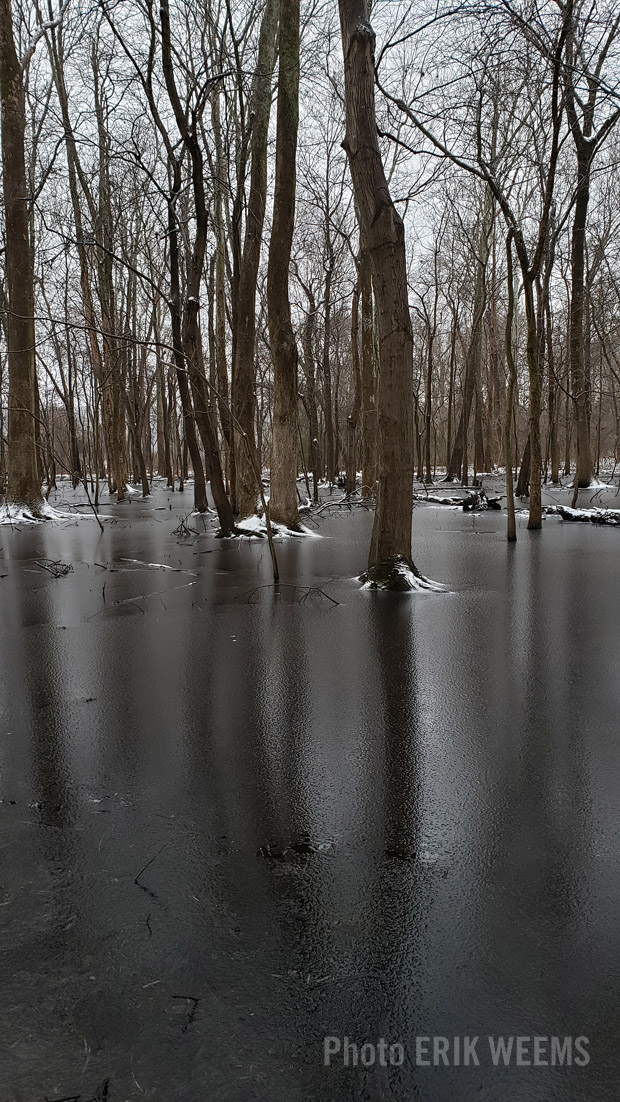 Frozen ice and tree