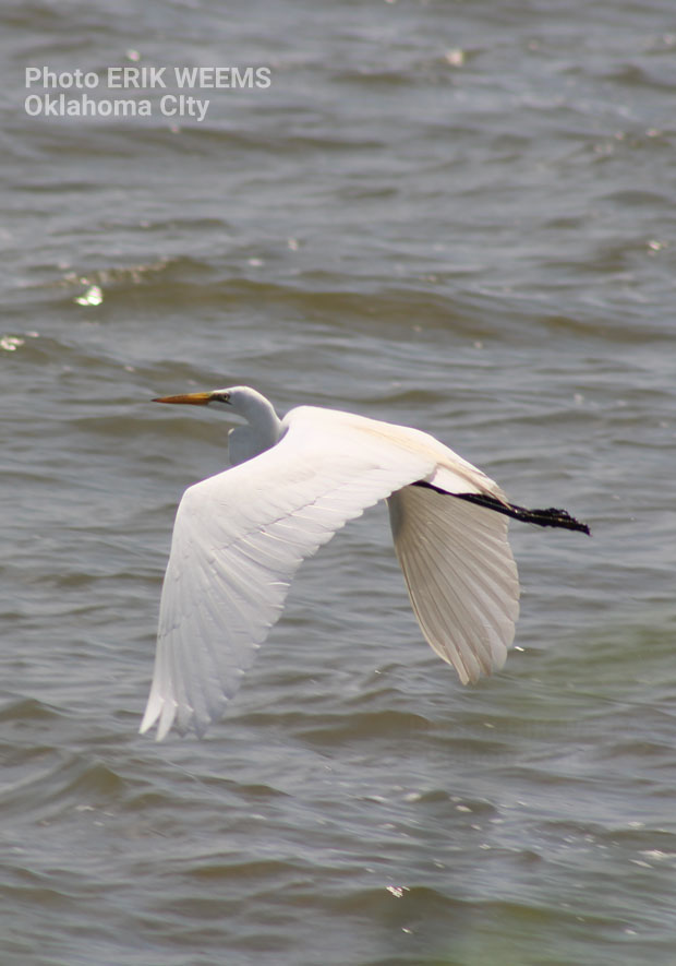 Egret Oklahoma City