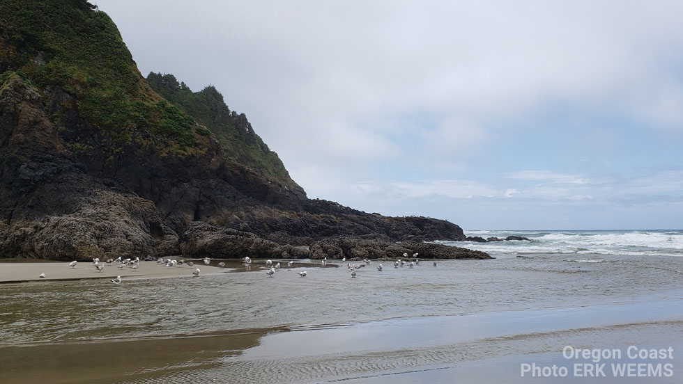 Oregon Coast Seagulls