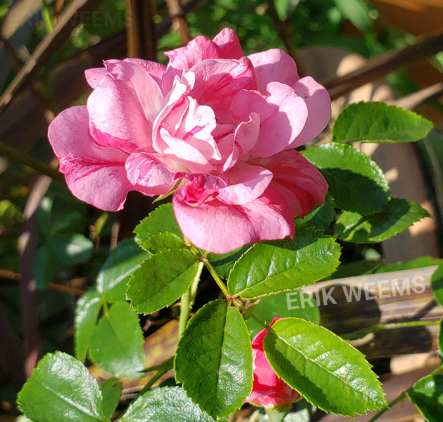 Peppermint Rose Peppermint Rose