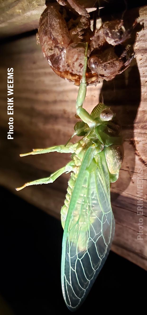 Cicadas Fresh and green hanging from shell