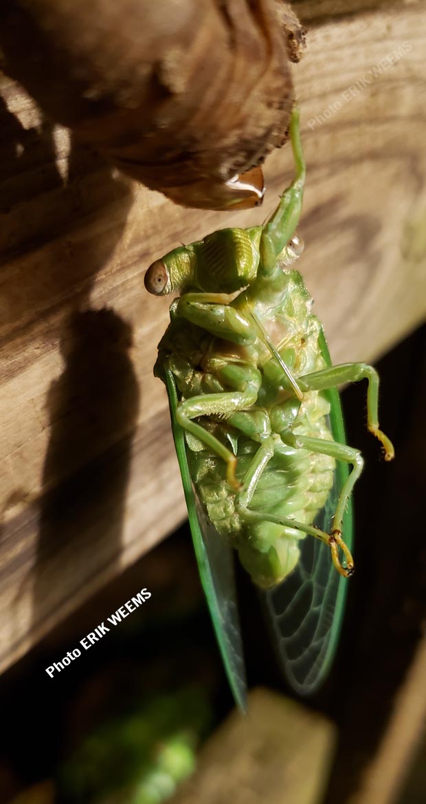 Cicadas hanging down