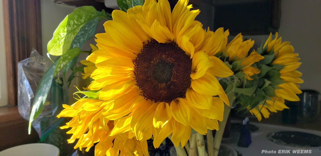 Sunflowers