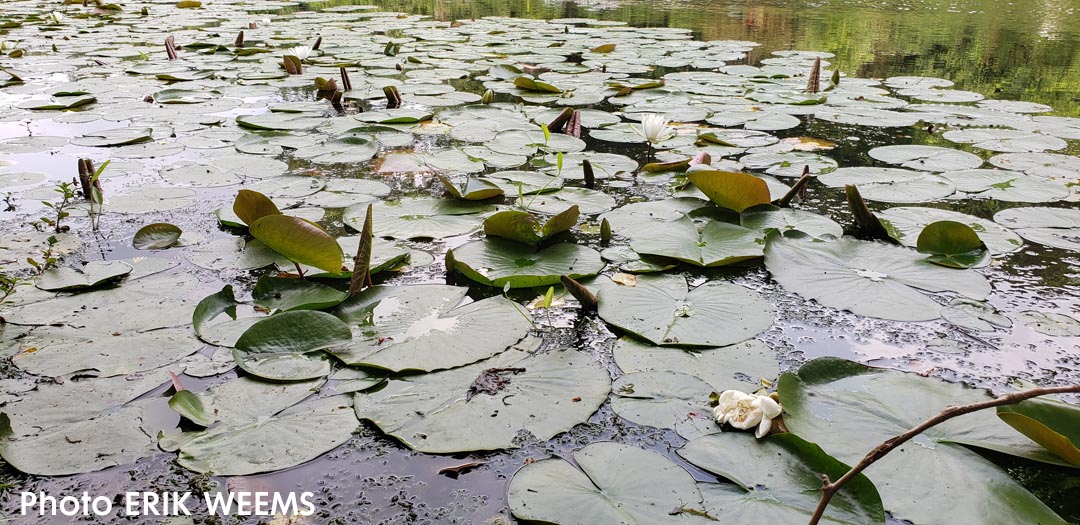Chantilly Water Lillies at Walney Pond Virginia