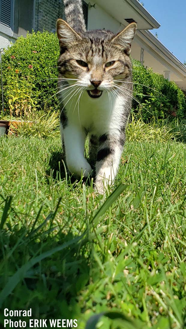 Conrad the Cat in Arkansas