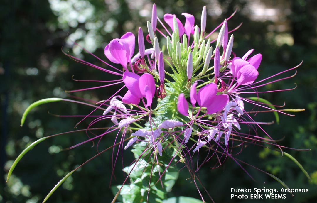 Blooming Flower in Eureka Springs Arkansas