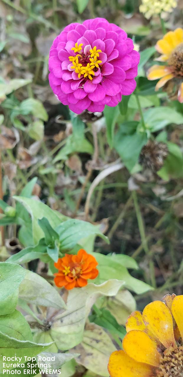 Wild Flowers on Rocky Top in Eureka Springs Arkansas Wild Flowers on Rocky Top in Eureka Springs Arkansas