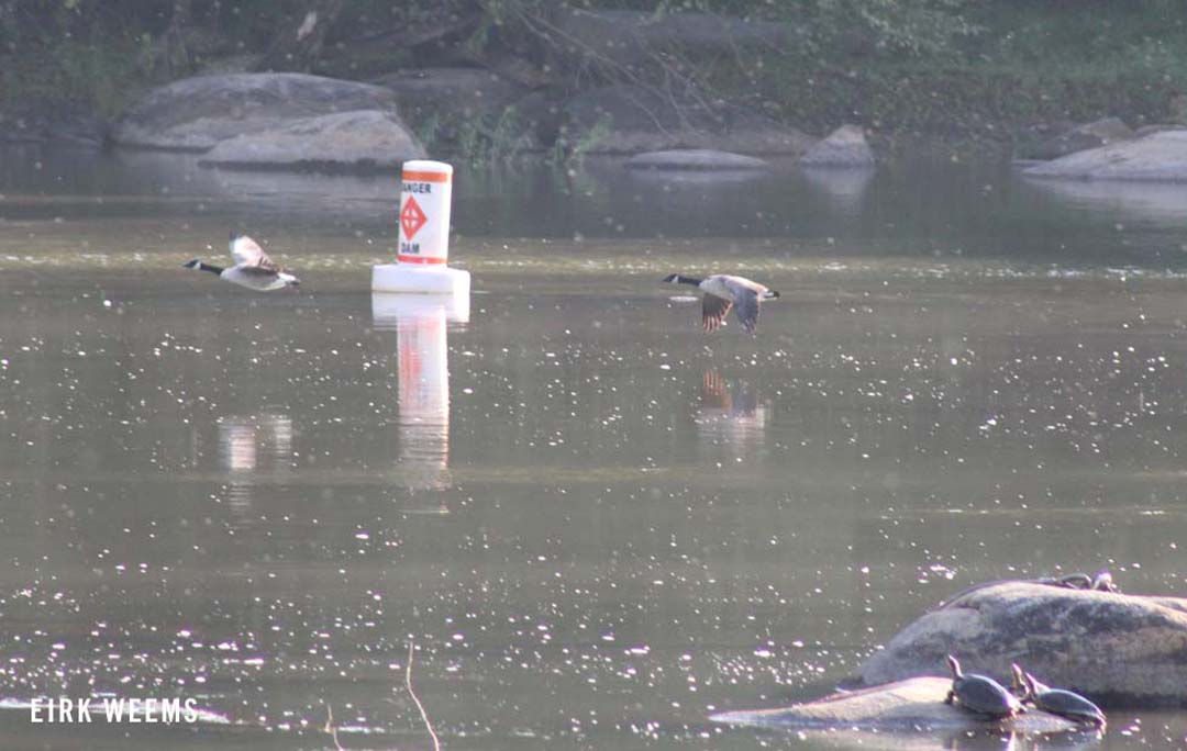 Geese and turtles on the James River