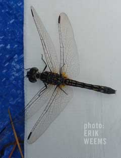 Dragon Fly