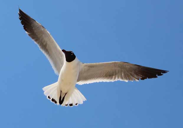 GULL