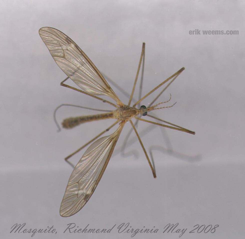 Mosquito Virginia Richmond