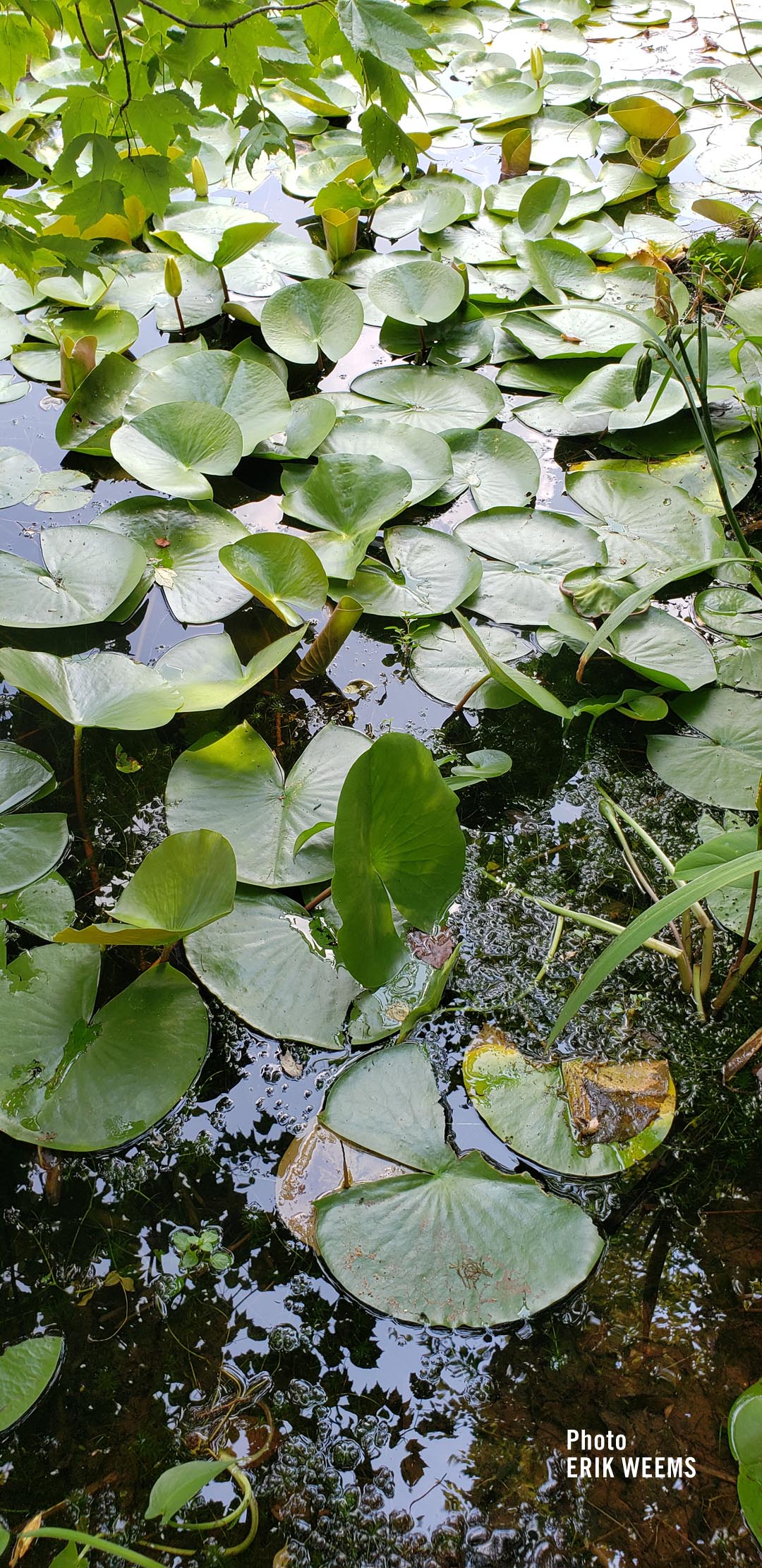 Lily Pads Walney Pond Virginia