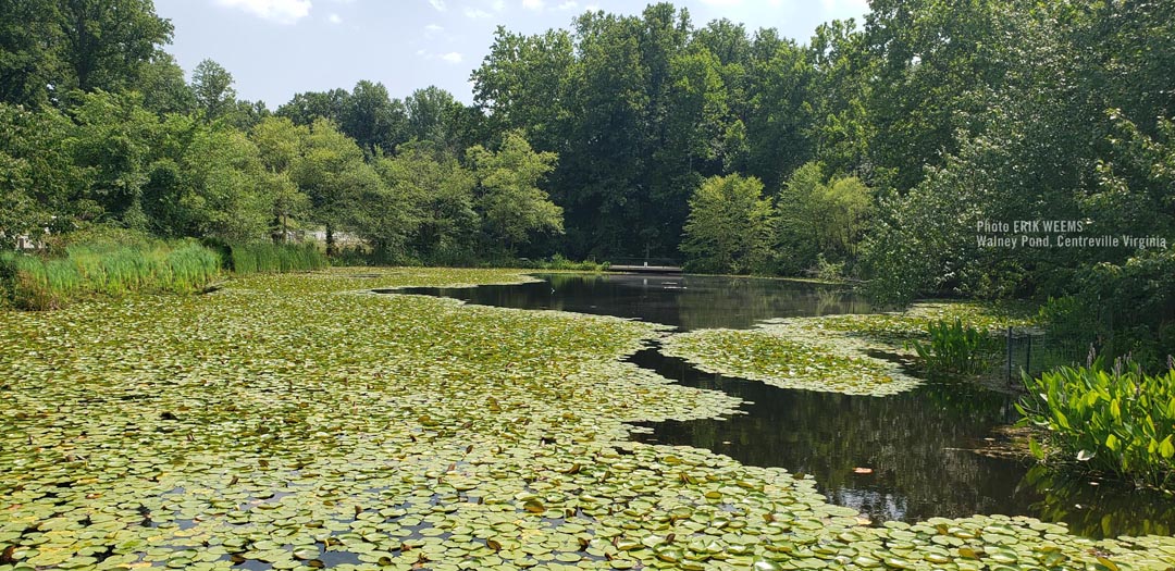 Walney Pond Centreville Virginia